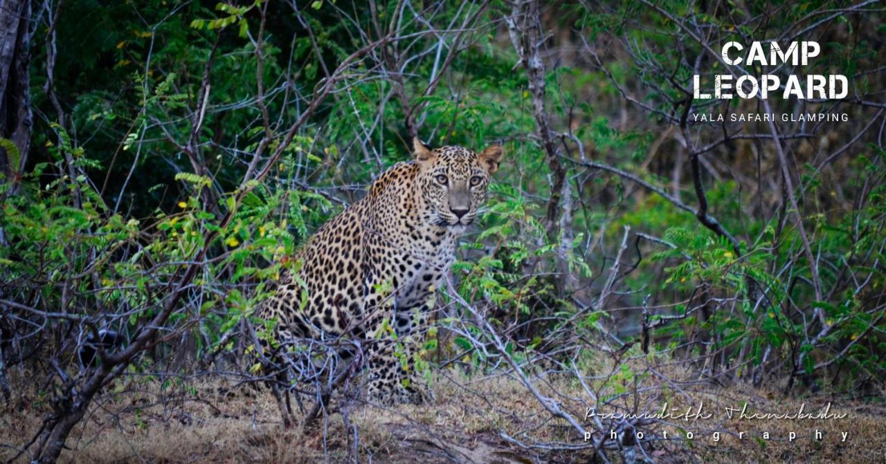 Camp Leopard - Yala Safari Glamping Hotel Luaran gambar