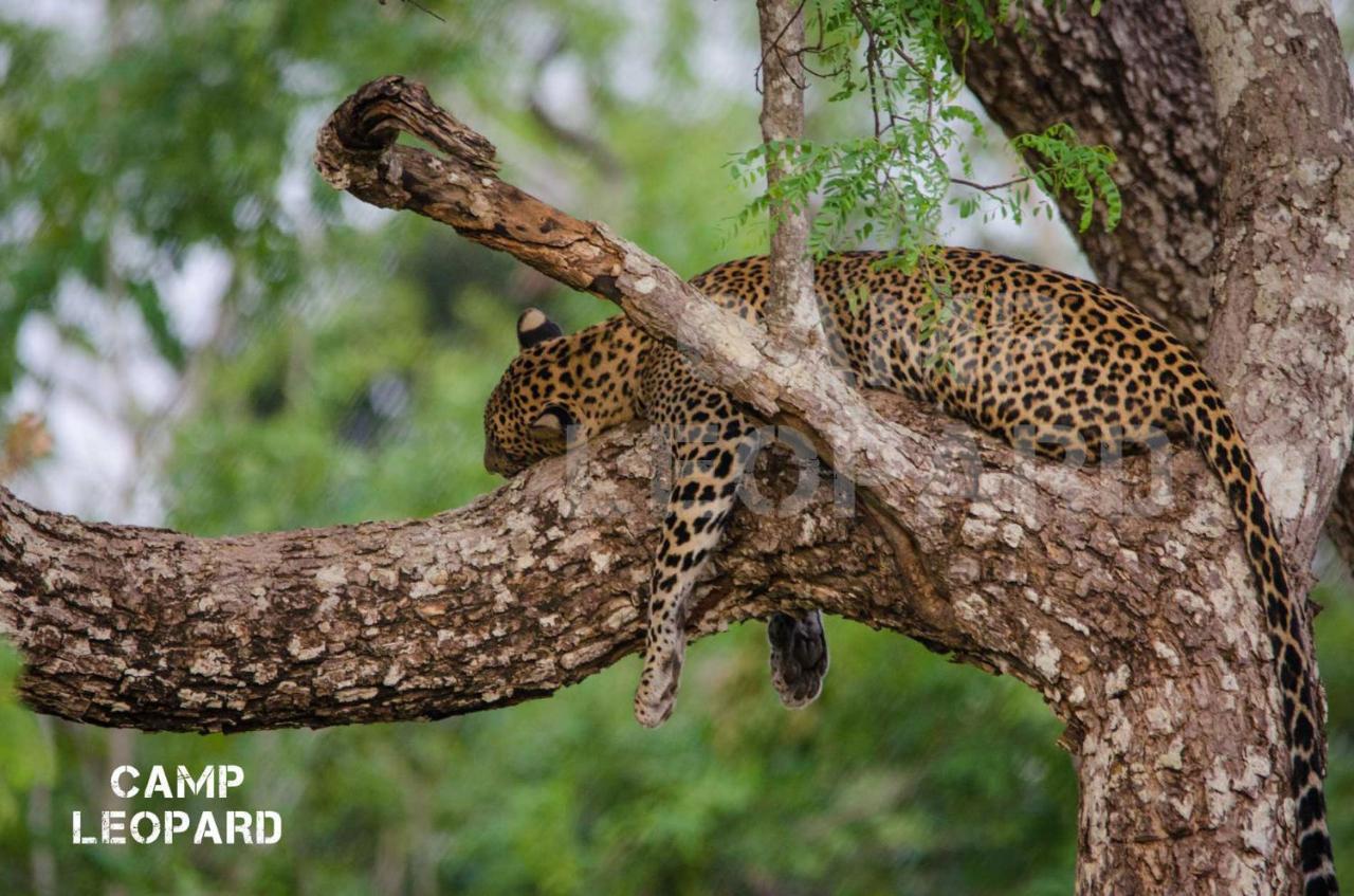 Camp Leopard - Yala Safari Glamping Hotel Luaran gambar