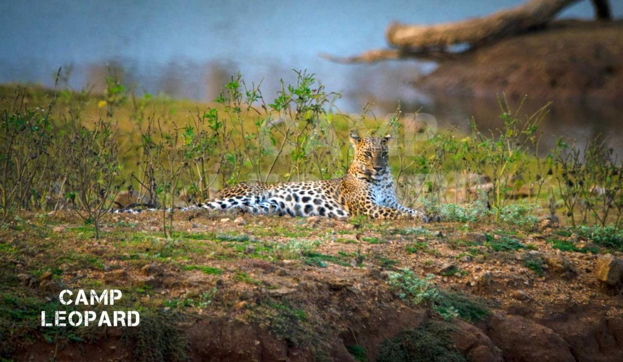 Camp Leopard - Yala Safari Glamping Hotel Luaran gambar
