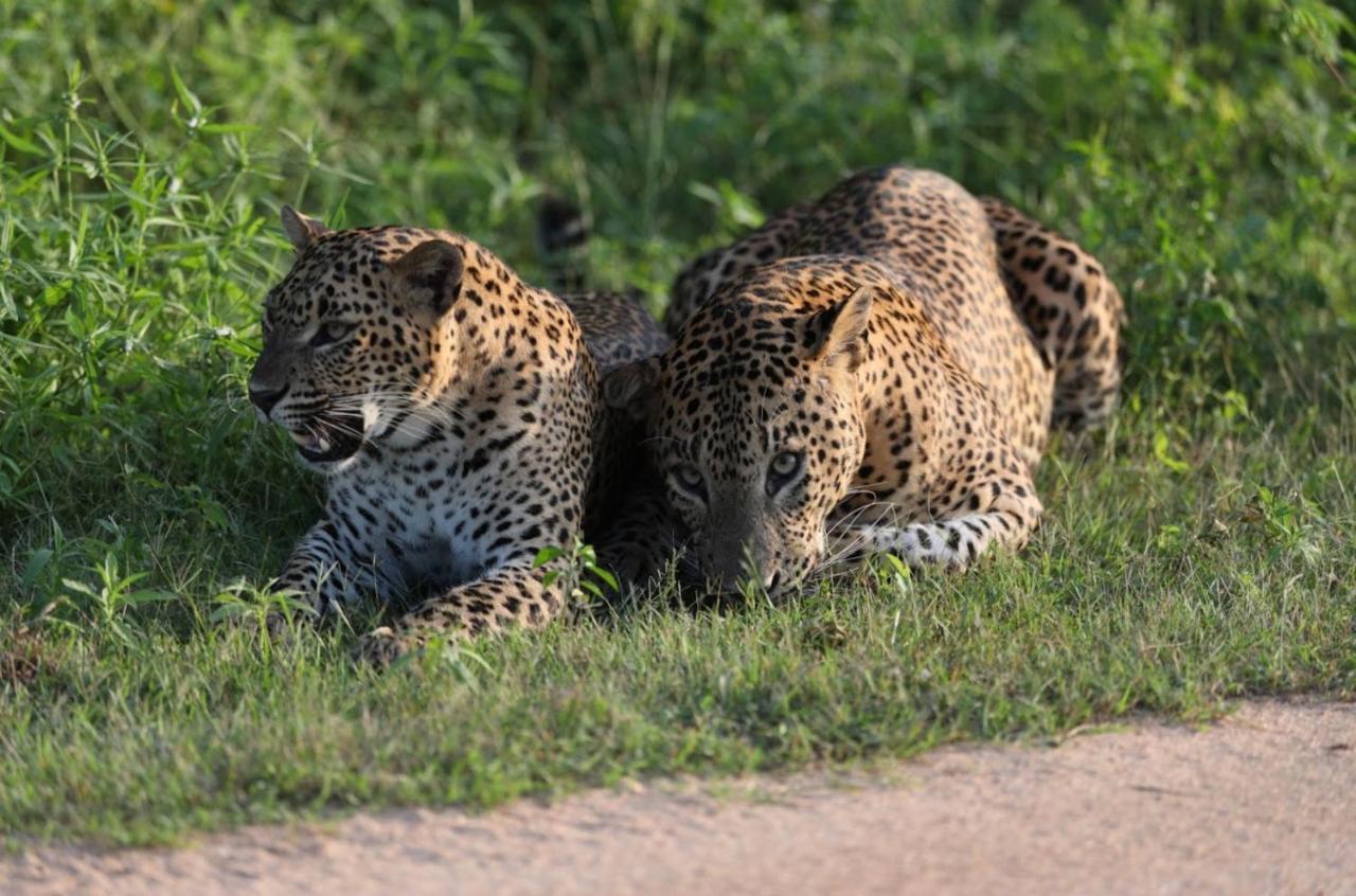 Camp Leopard - Yala Safari Glamping Hotel Luaran gambar