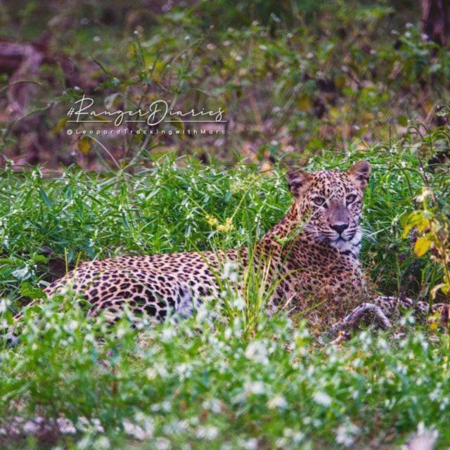 Camp Leopard - Yala Safari Glamping Hotel Luaran gambar