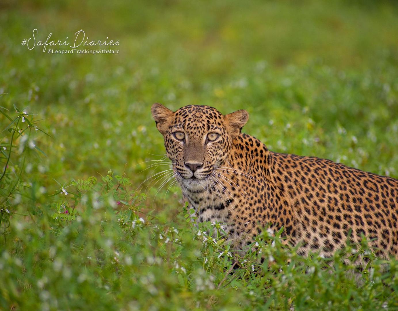 Camp Leopard - Yala Safari Glamping Hotel Luaran gambar