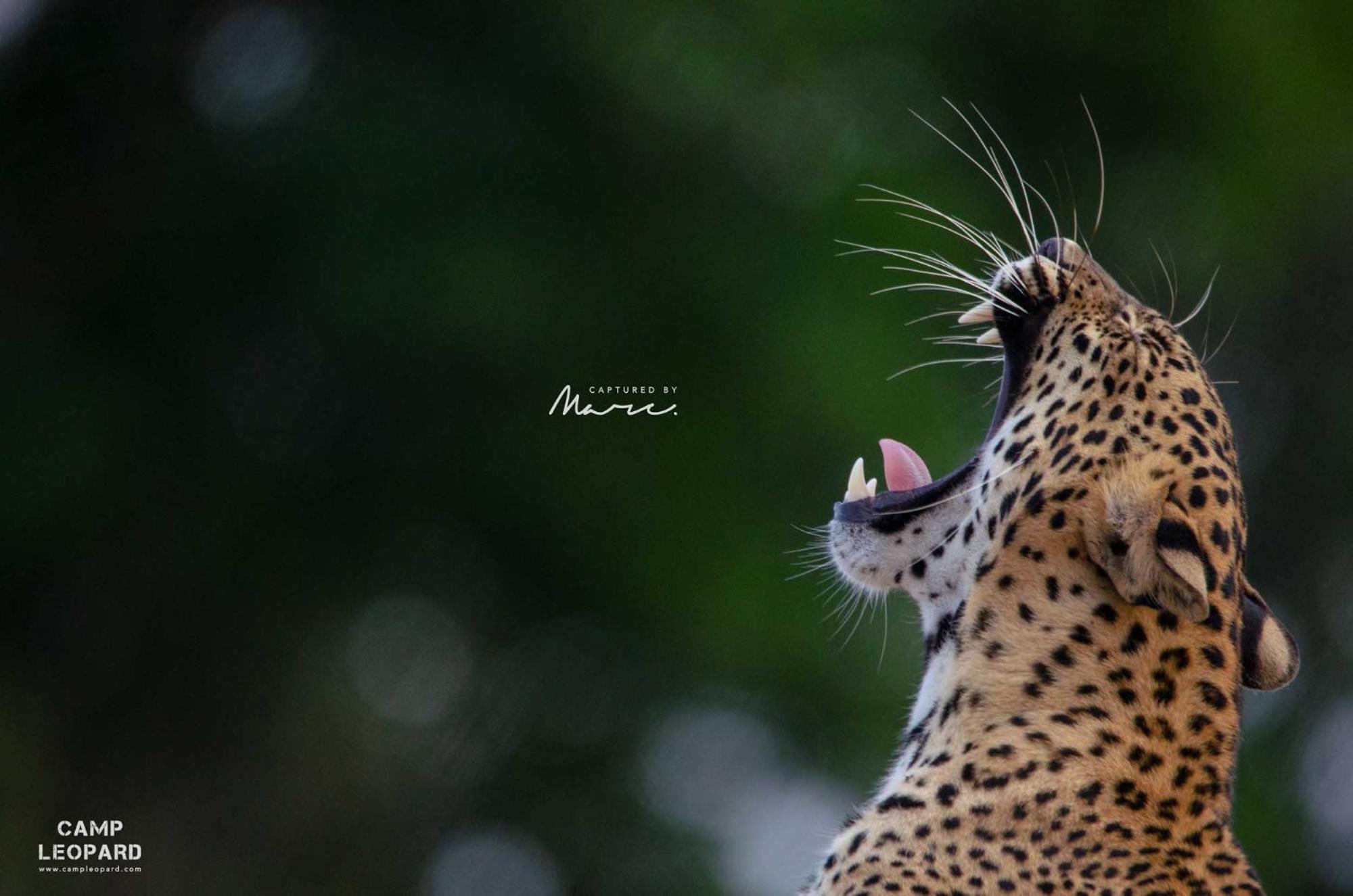 Camp Leopard - Yala Safari Glamping Hotel Luaran gambar