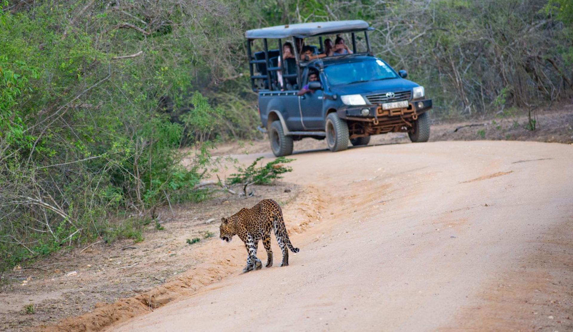 Camp Leopard - Yala Safari Glamping Hotel Luaran gambar