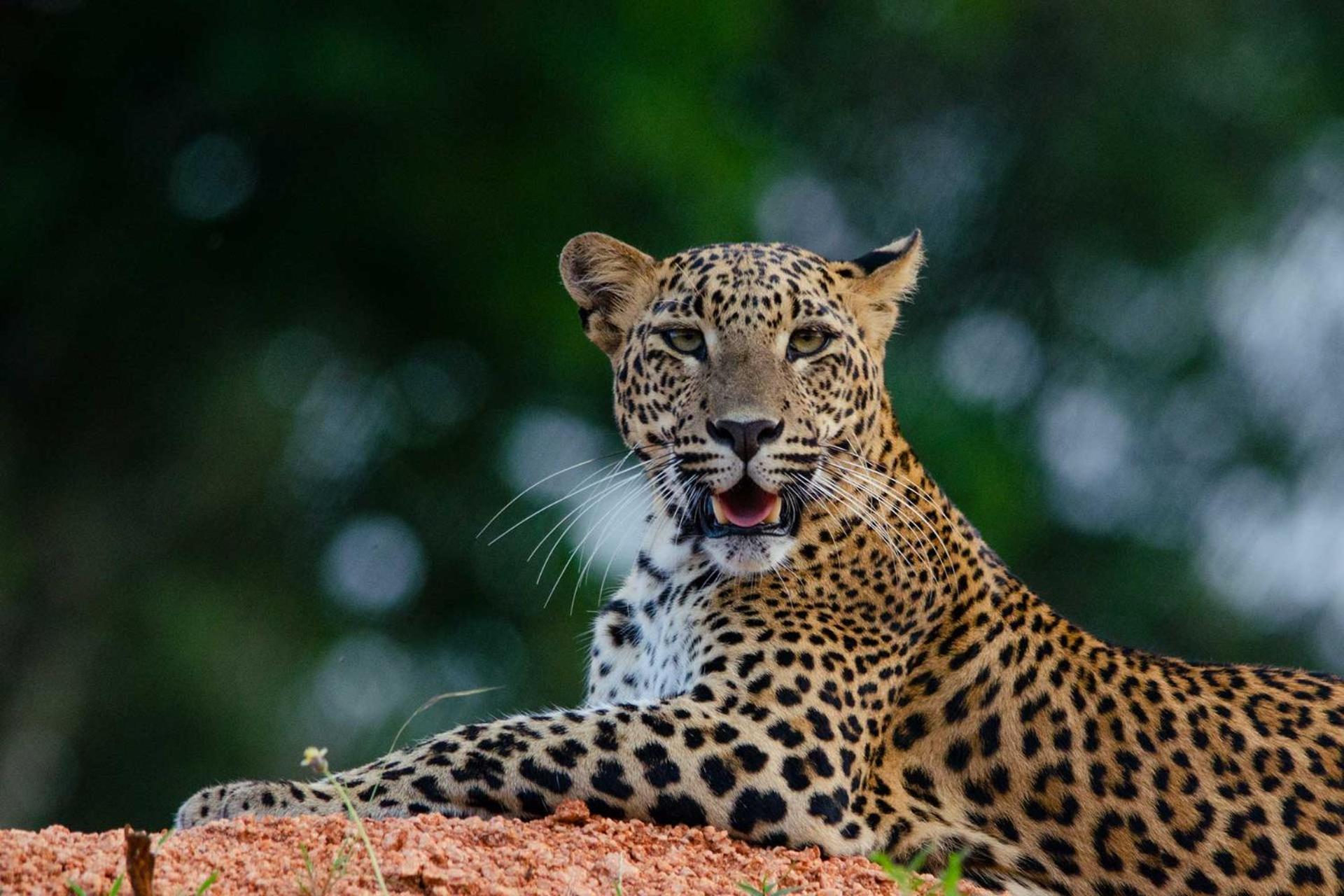 Camp Leopard - Yala Safari Glamping Hotel Luaran gambar